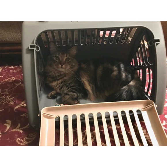 sport pet Other - Sport Design Foldable Cat carrier